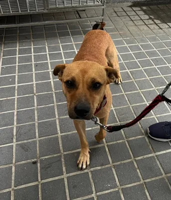 混種犬