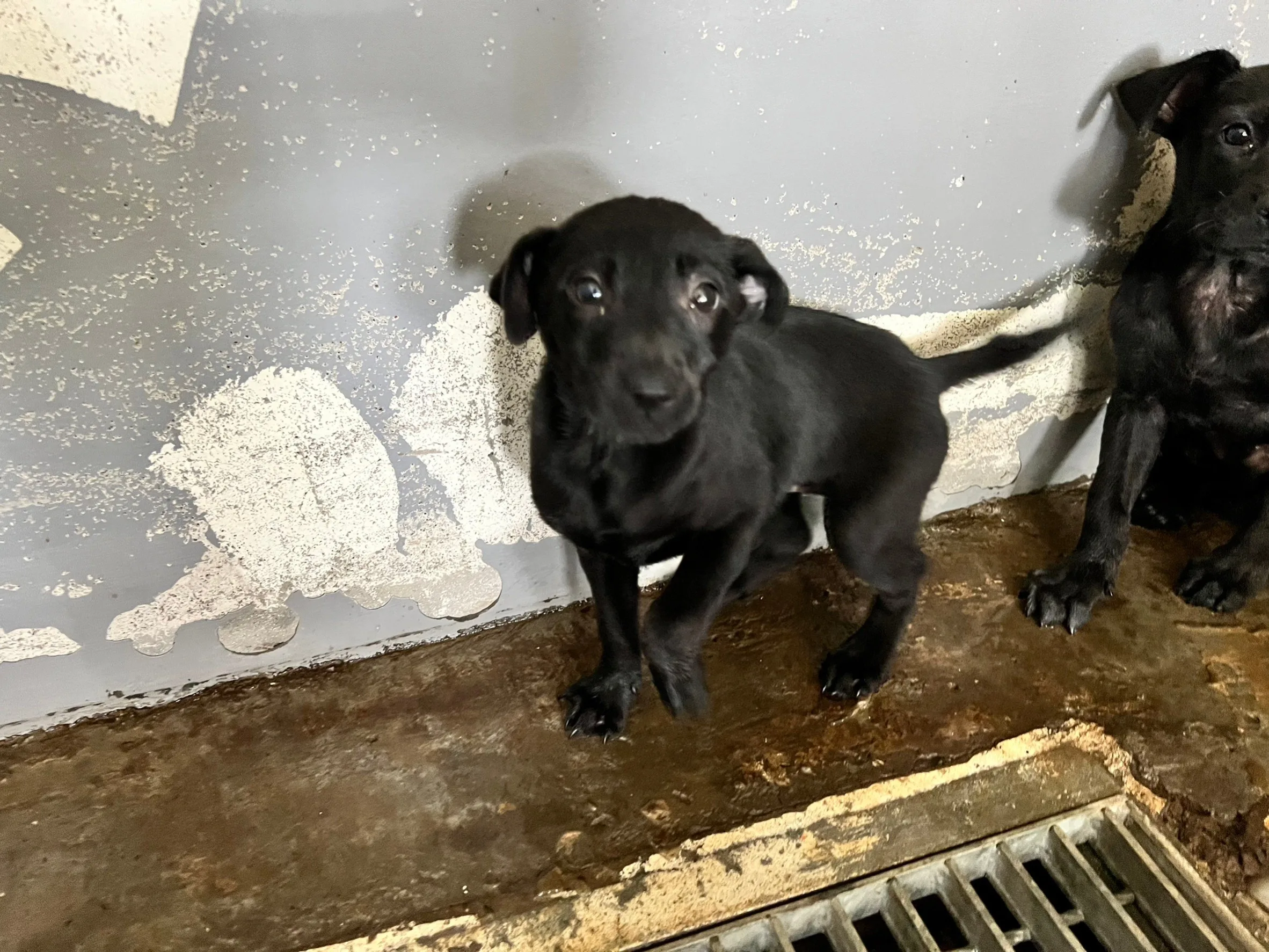 混種犬