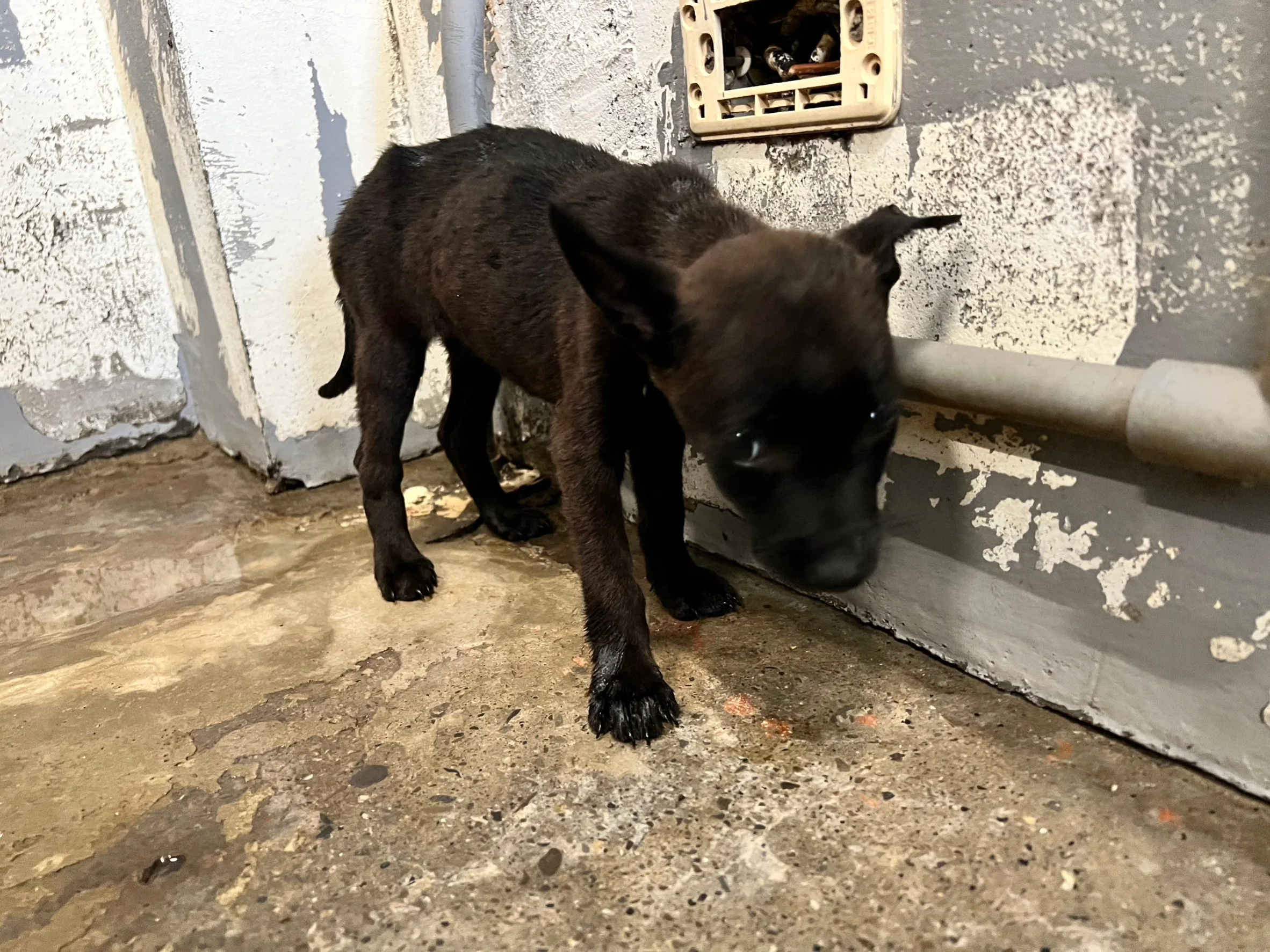混種犬