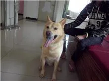混種犬