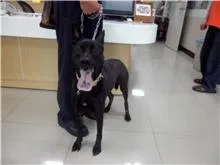 混種犬