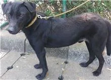 混種犬