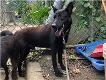 混種犬