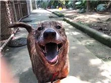 混種犬