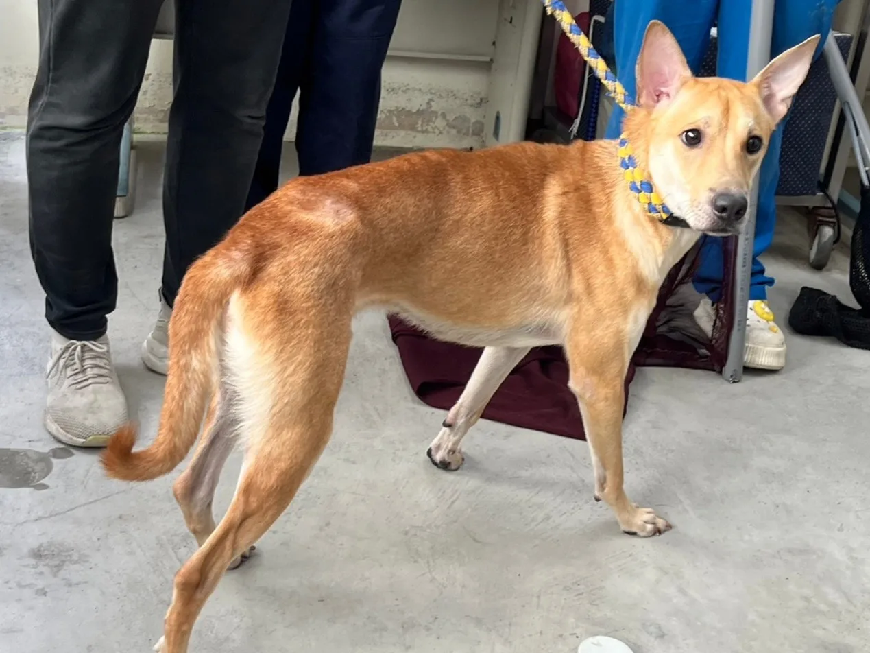 混種犬