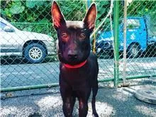 混種犬