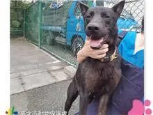 混種犬