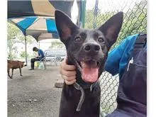 混種犬