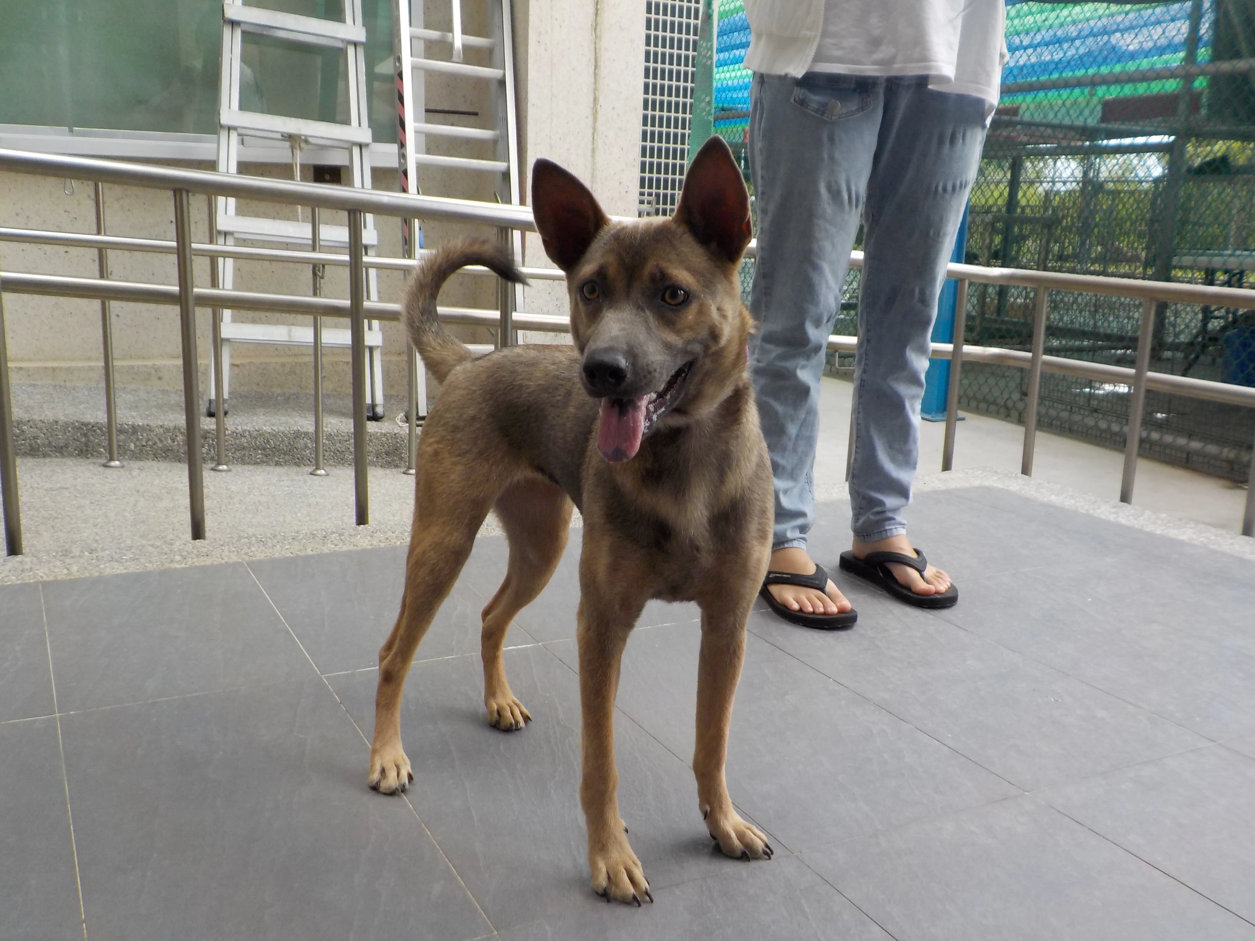 混種犬