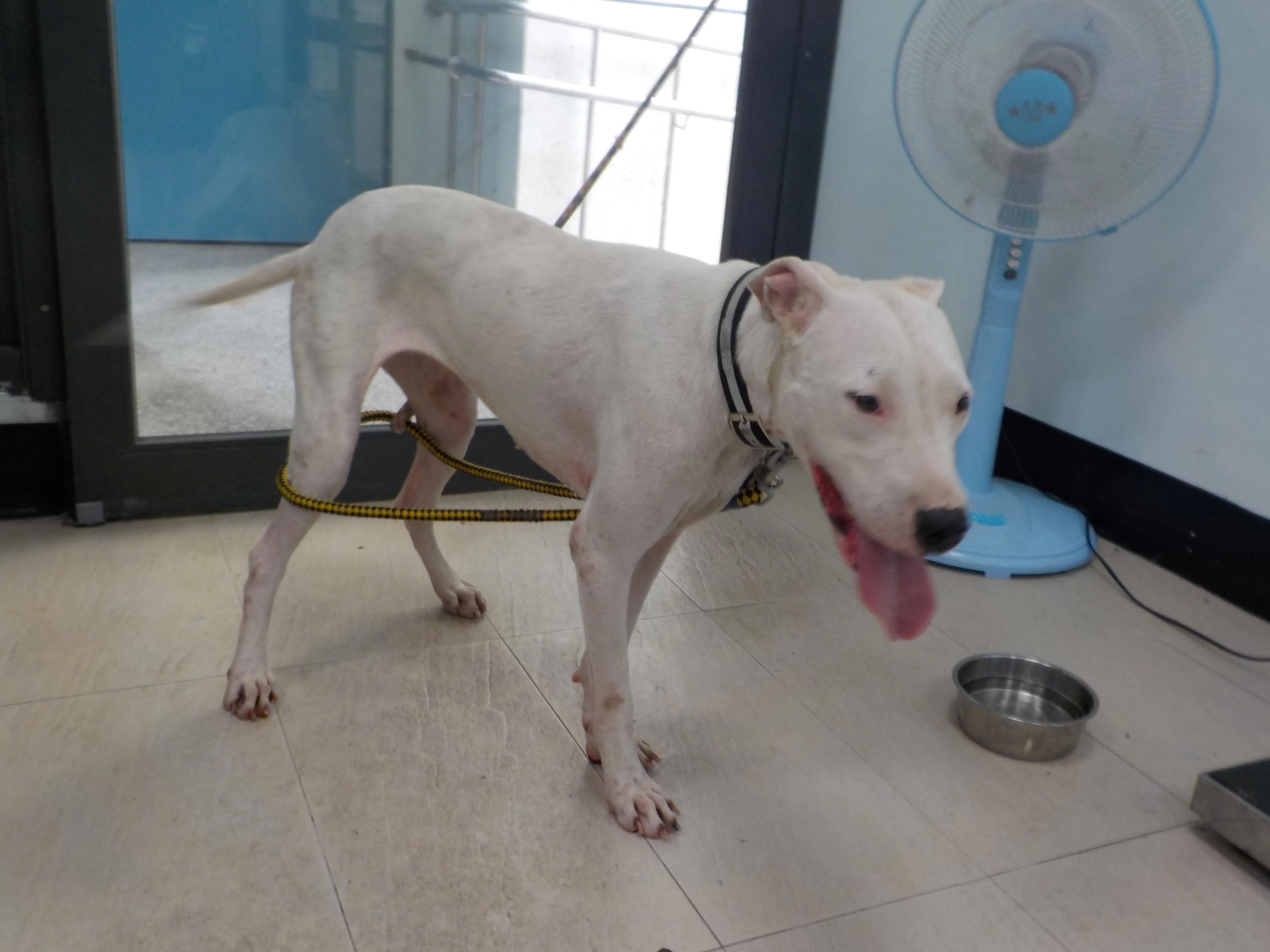 混種犬