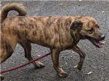 混種犬