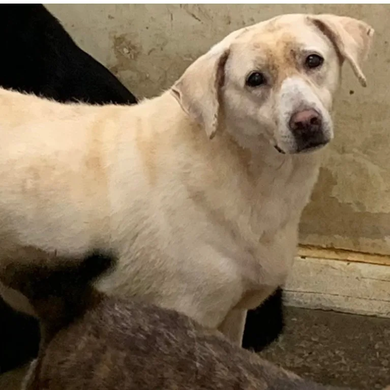 混種犬