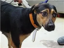 混種犬