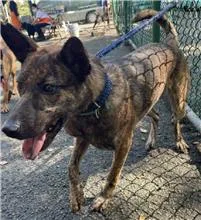 混種犬
