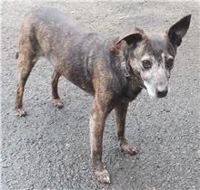 混種犬