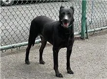 混種犬