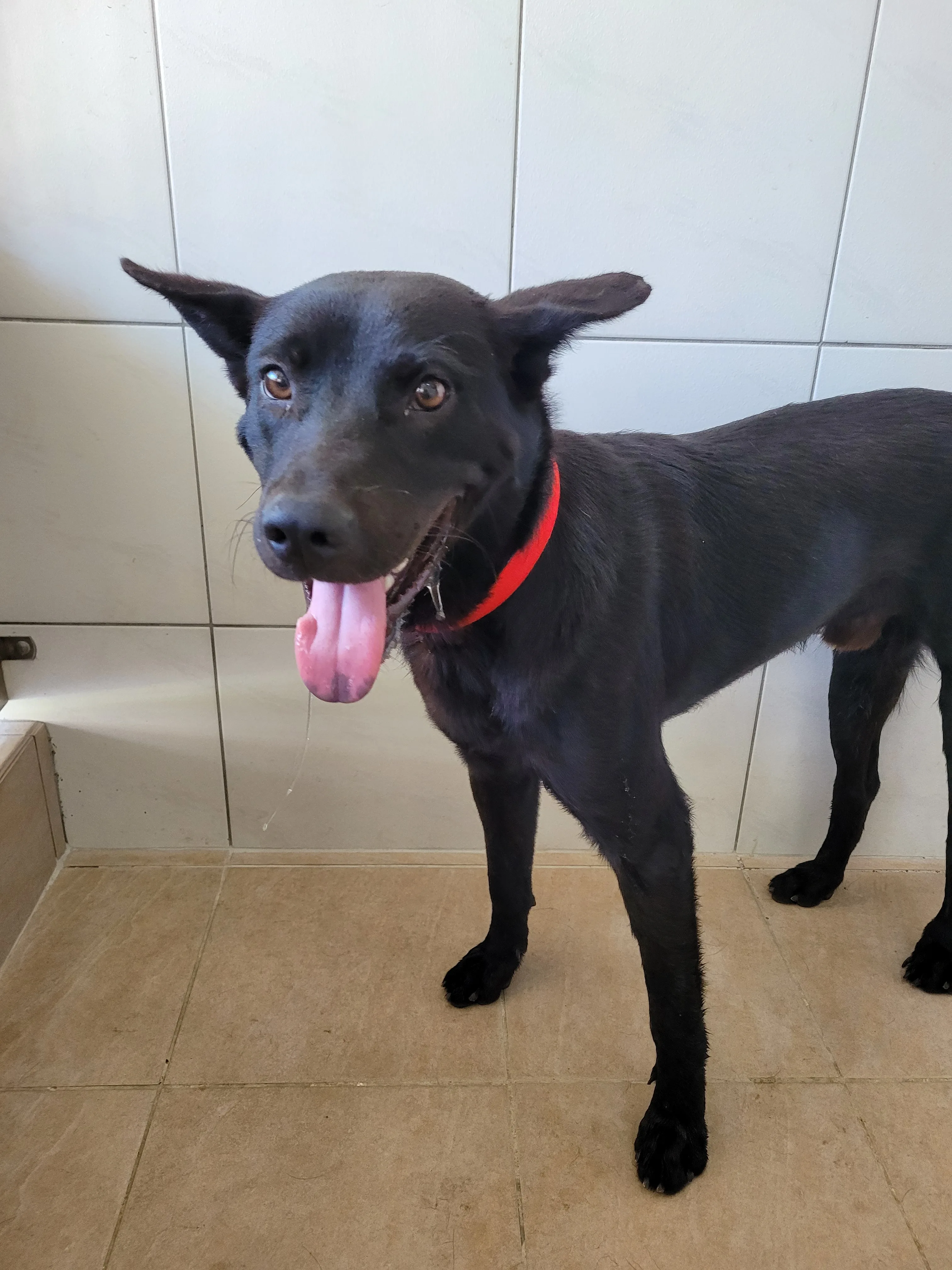 混種犬