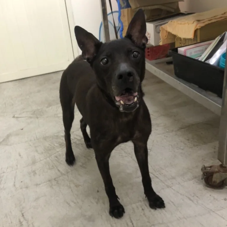 混種犬
