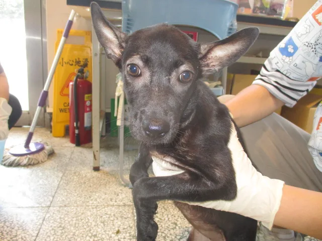 混種犬