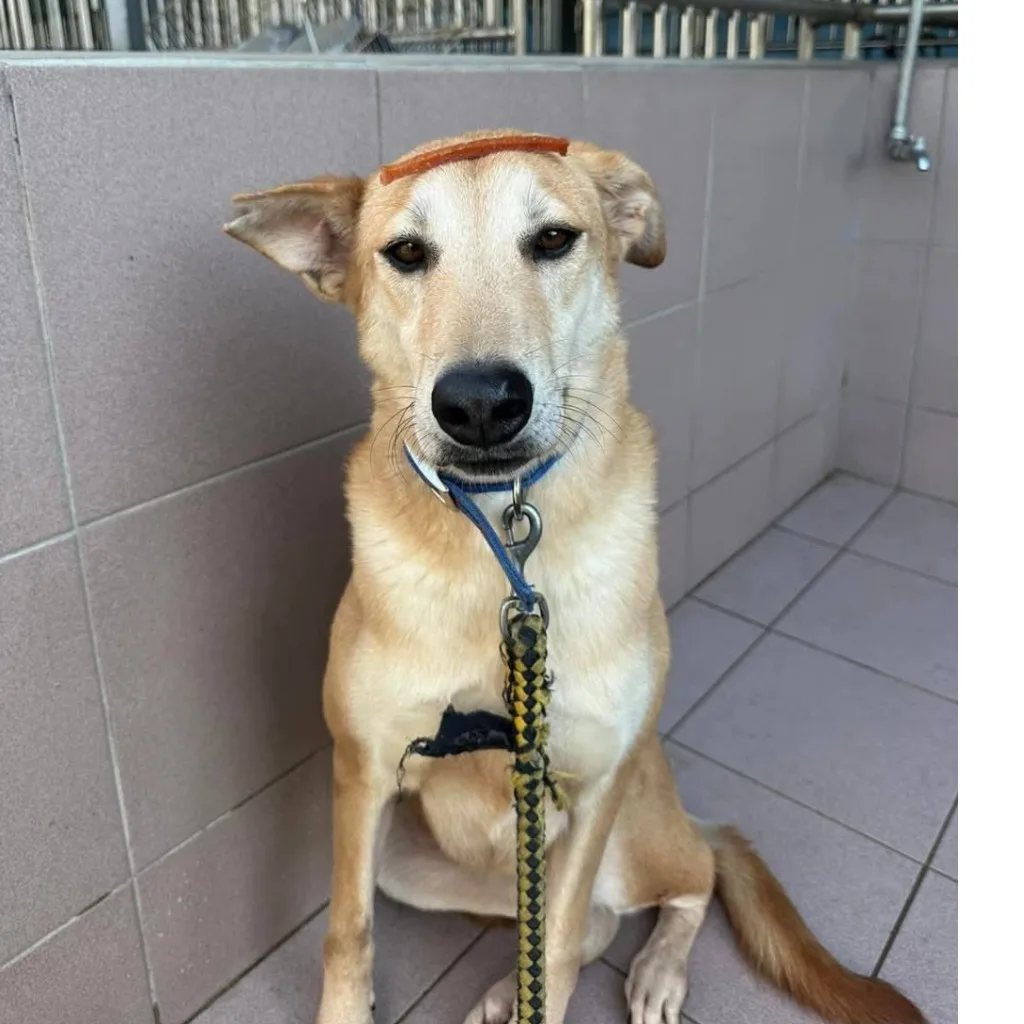 混種犬