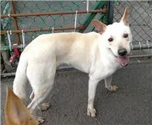 混種犬