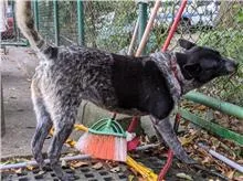 混種犬