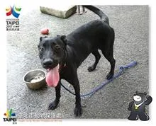 混種犬