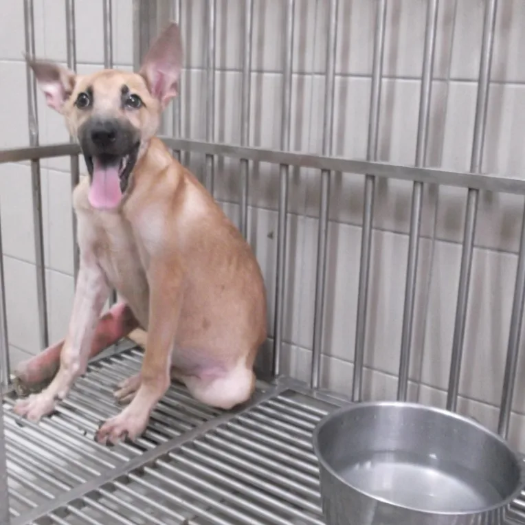 混種犬