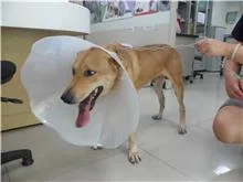 混種犬
