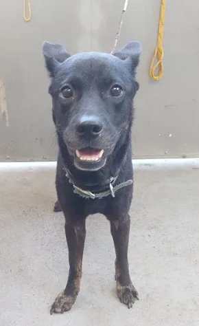 混種犬