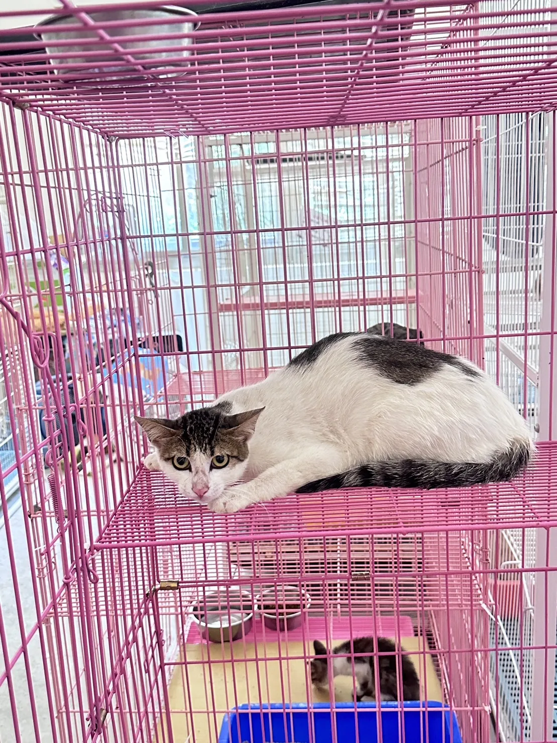 混種貓