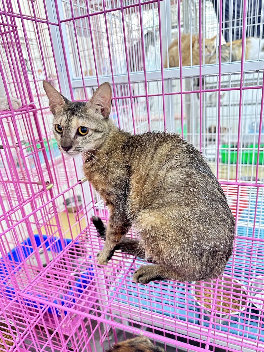 混種貓