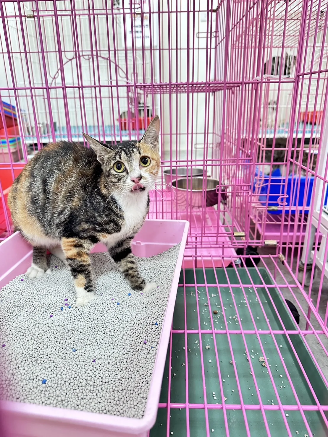 混種貓