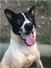 混種犬