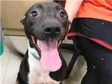 混種犬