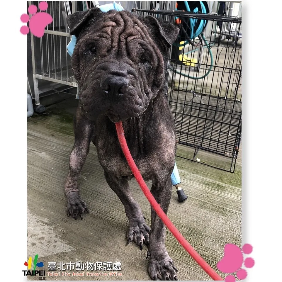 混種犬