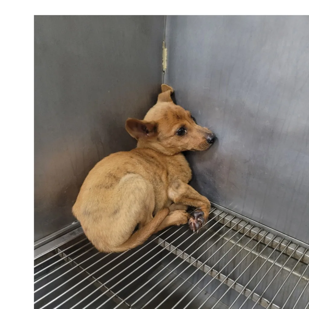 混種犬