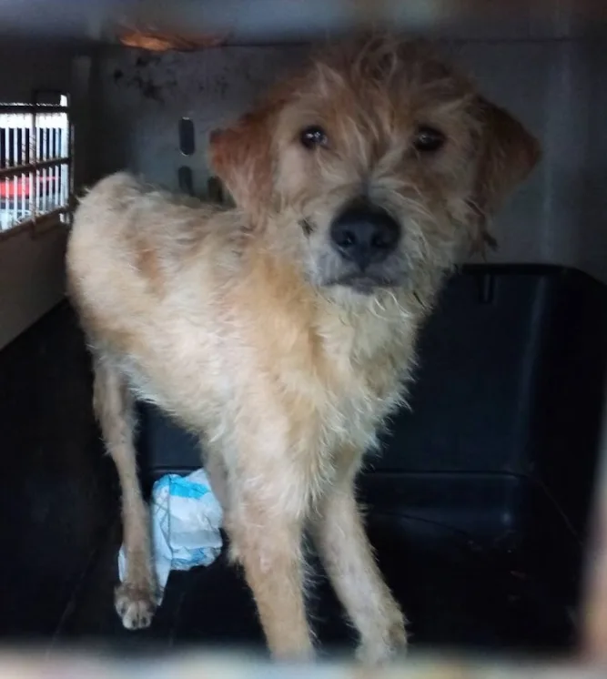 混種犬