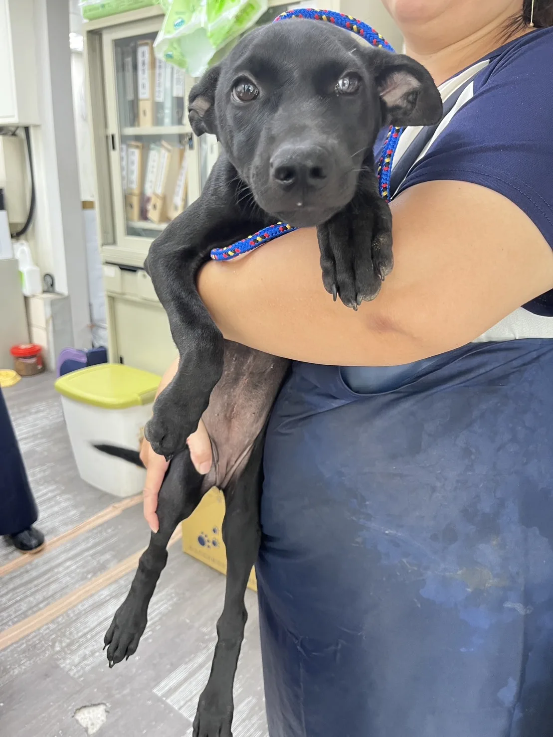 混種犬
