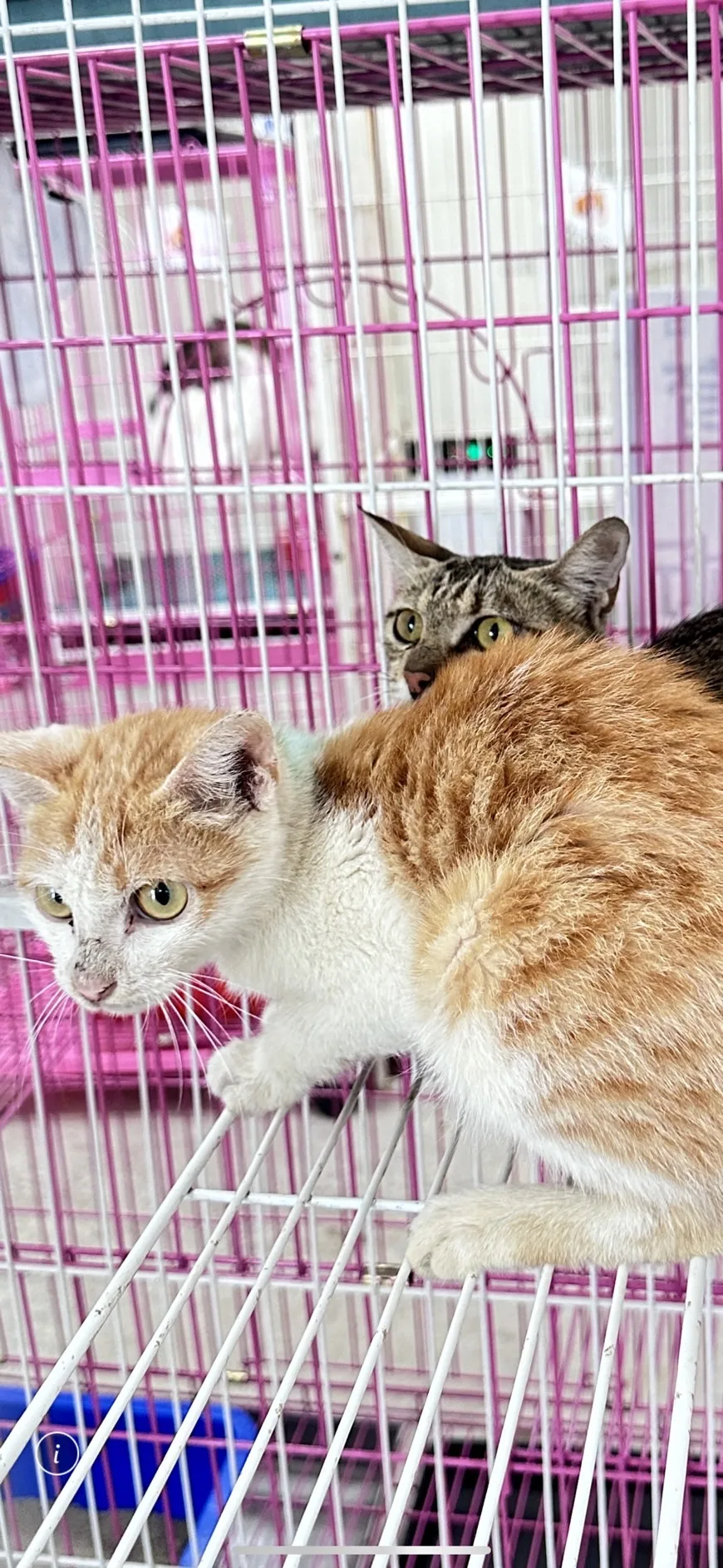 混種貓