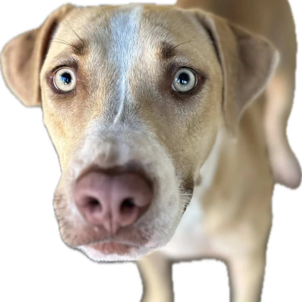 比特犬之混種犬