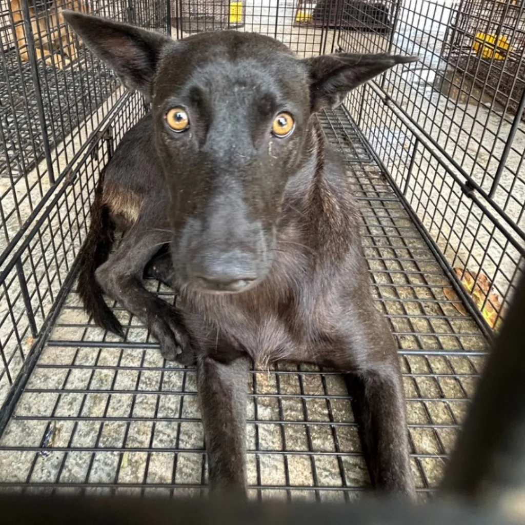 混種犬