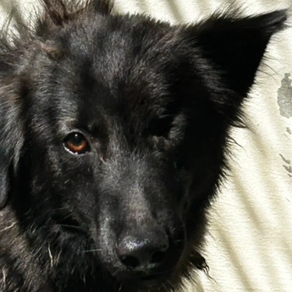 混種犬