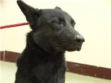 混種犬