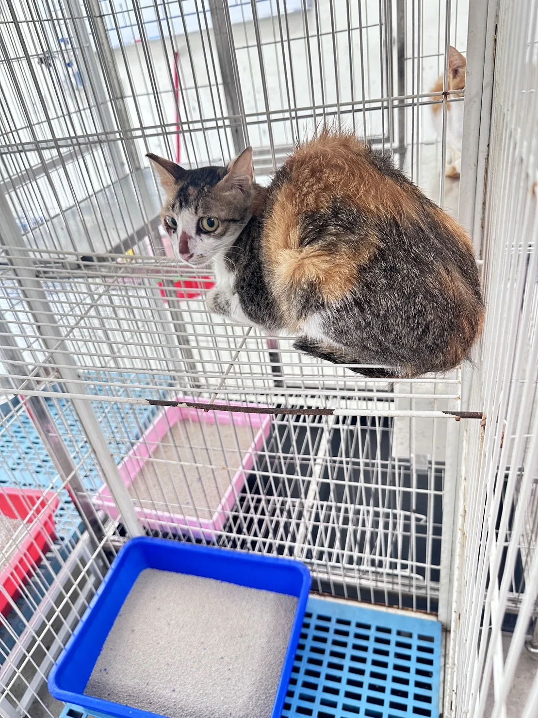 混種貓