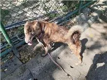混種犬