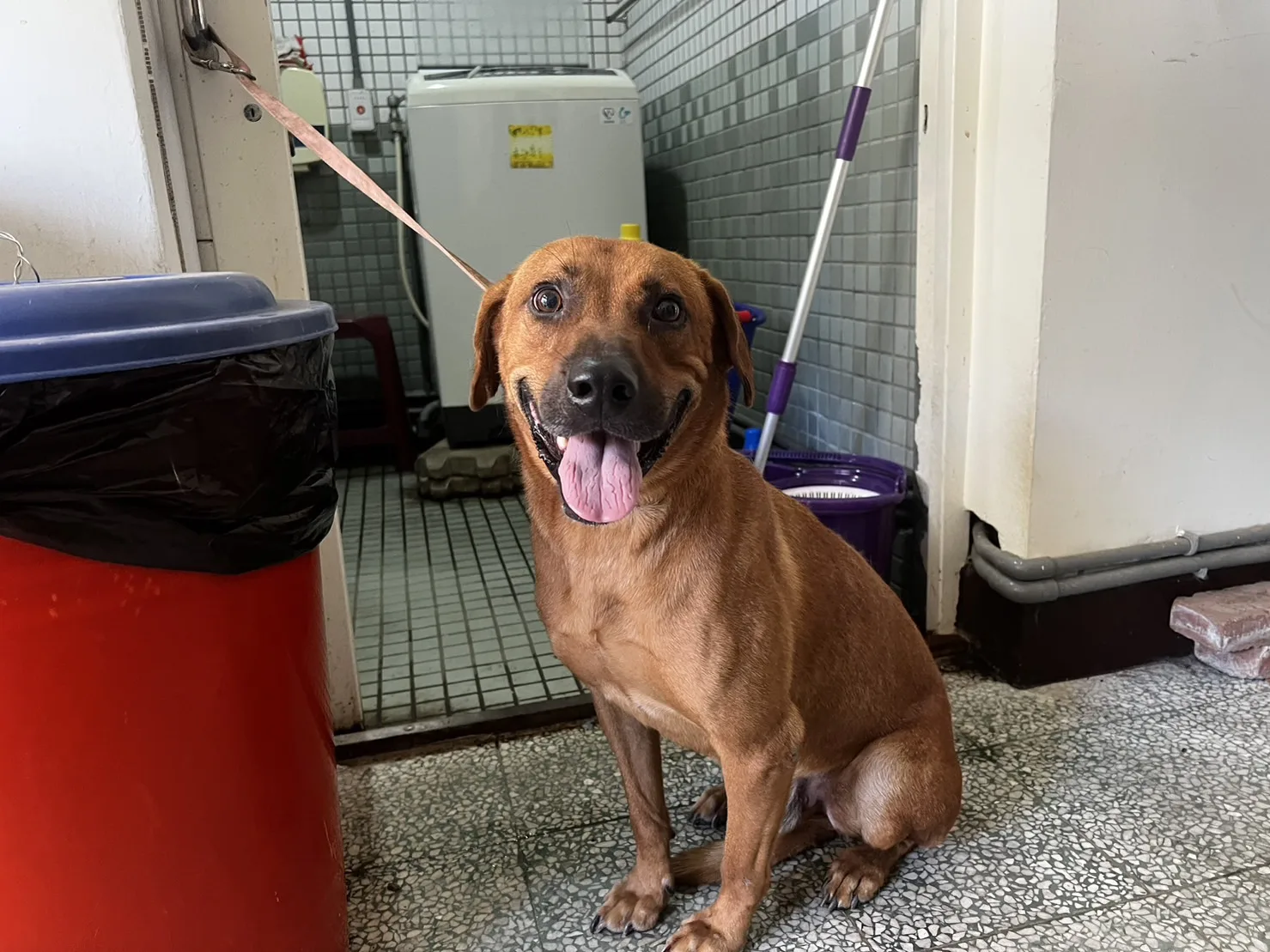混種犬