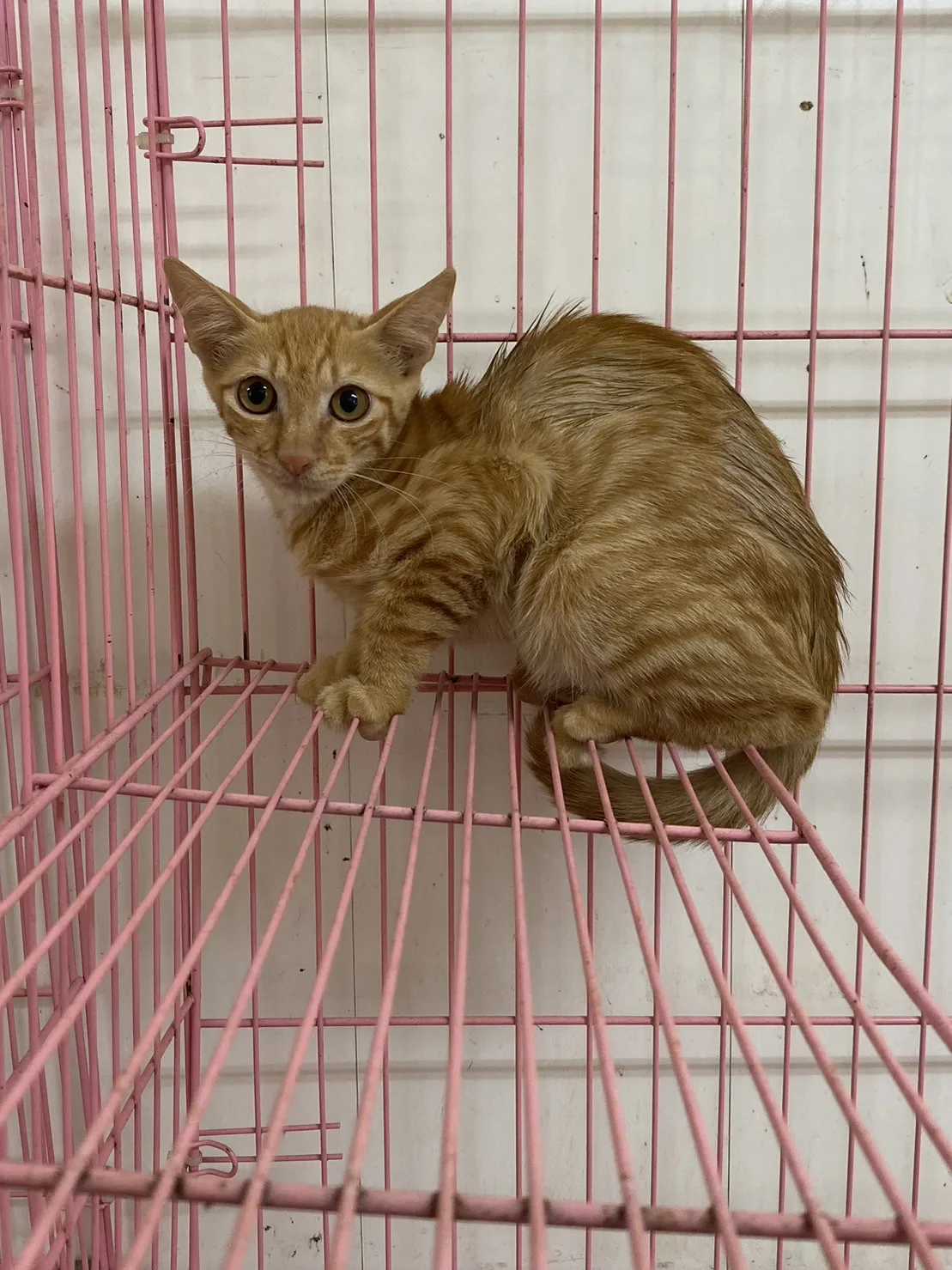 混種貓