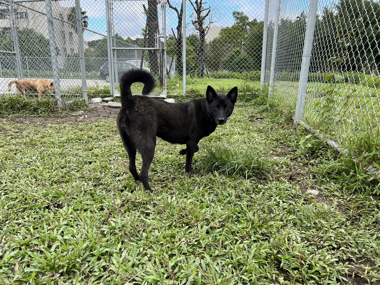 混種犬