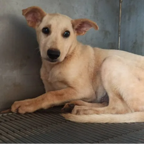混種犬